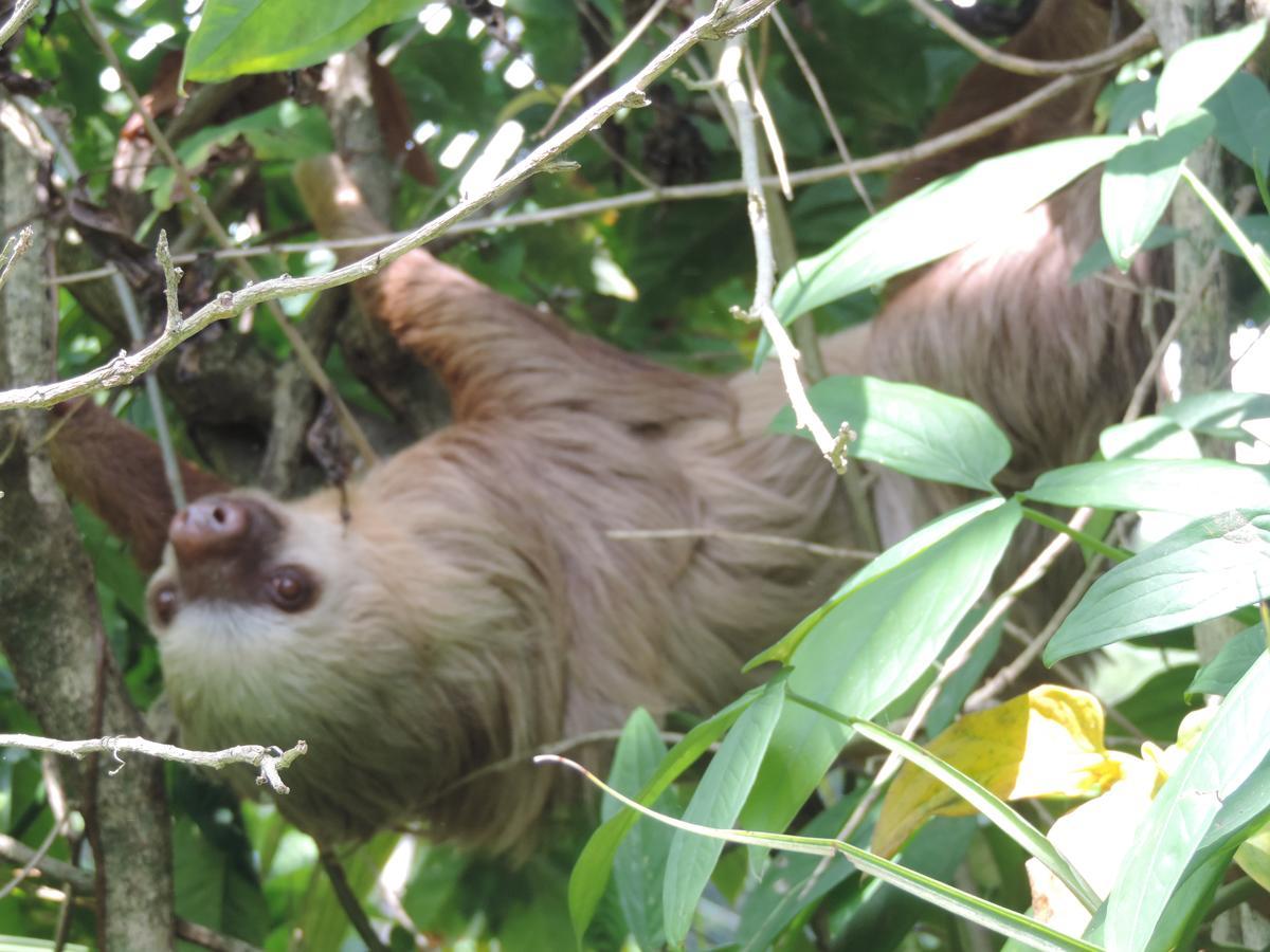 Rosa Lodge Cahuita Eksteriør bilde