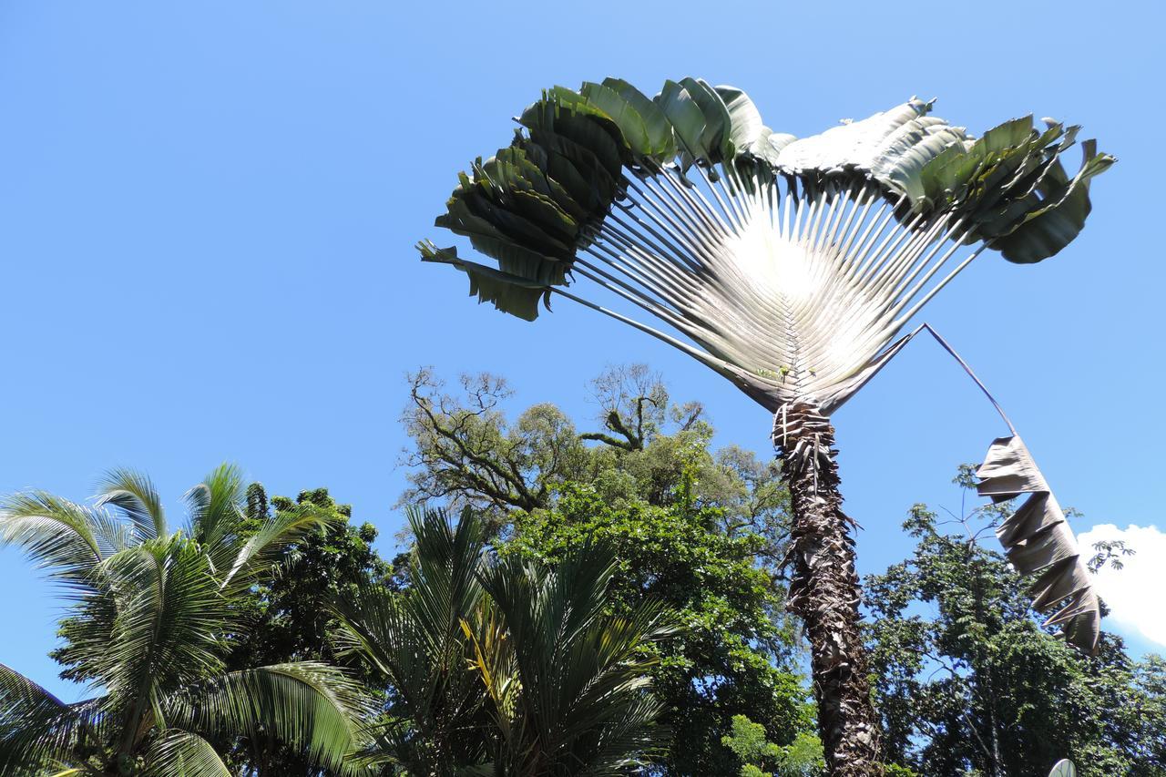 Rosa Lodge Cahuita Eksteriør bilde