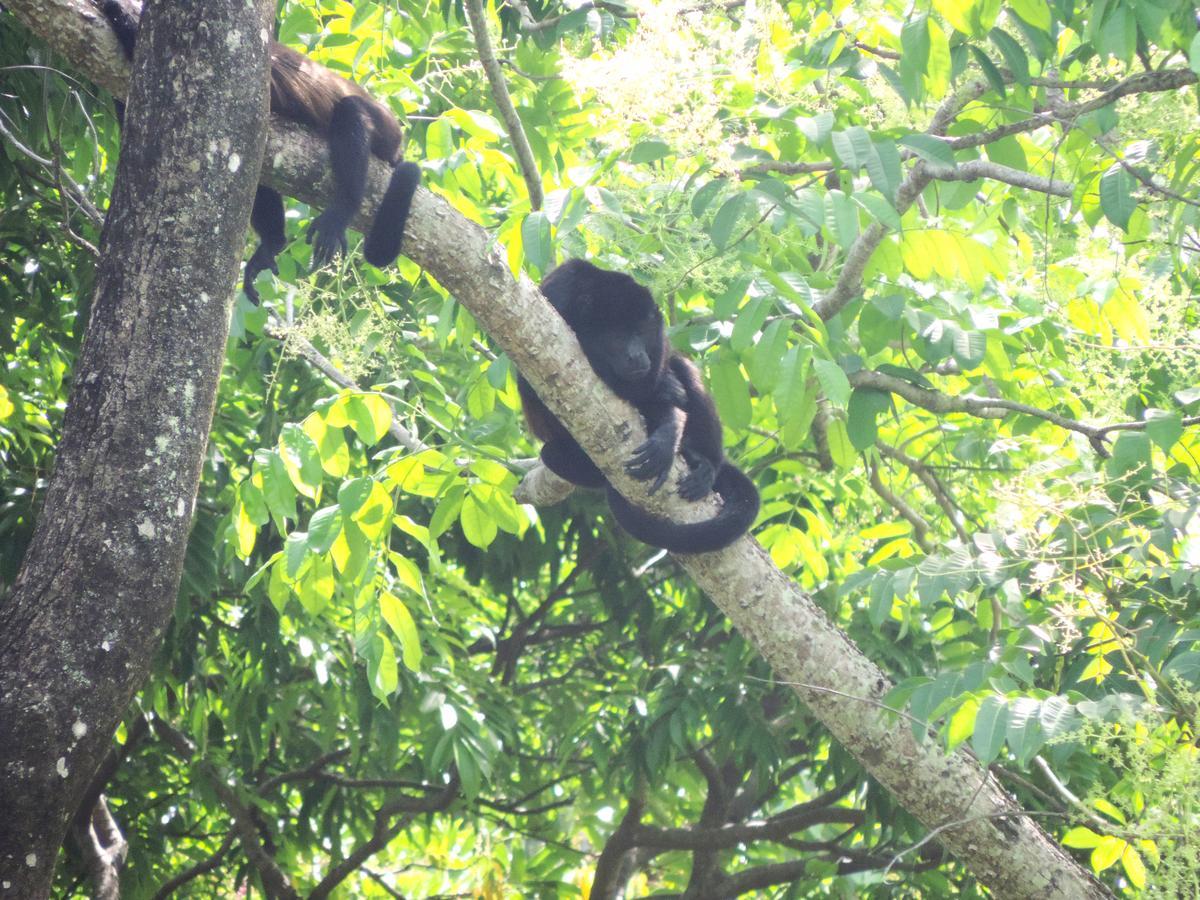 Rosa Lodge Cahuita Eksteriør bilde